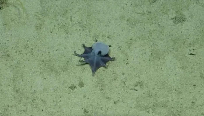 'He's tiny! It's blue!': Scientists find new deep-sea octopus